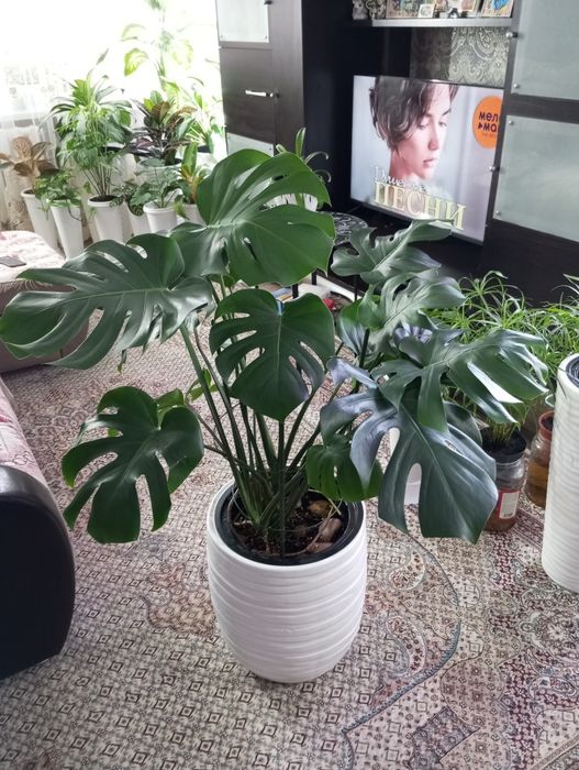 Продам продам пролам