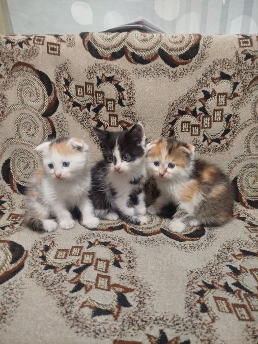 Котята  отдам в хорошие руки