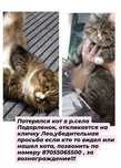 Потерялся кот откликается на кличку Лео