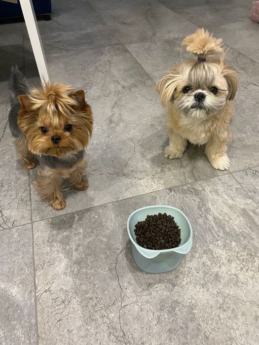 Вязка йоркширского терьера