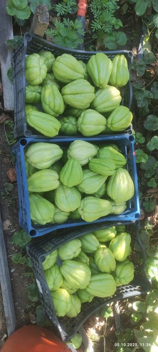 Мексиканска краставица-Чайот без бодли,гладка-5лв./кг.;2,56€/кг.