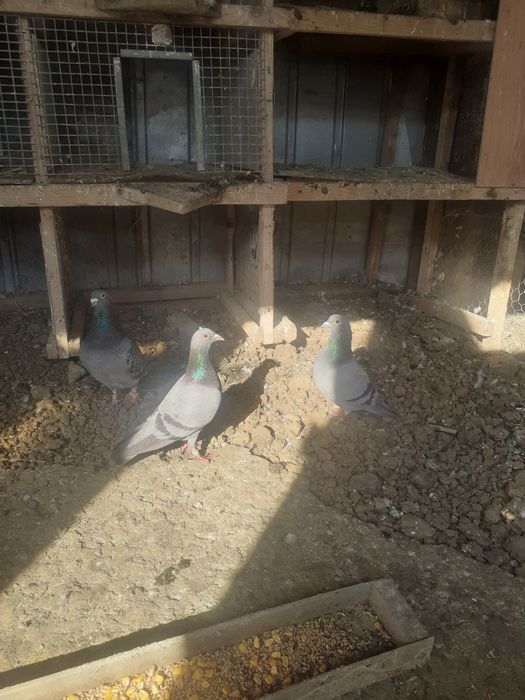 porumbei de vinzare 15 lei buc