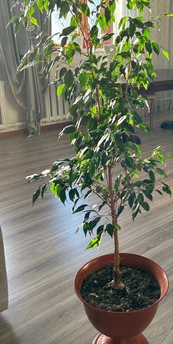 Продается фикус Бенджамина