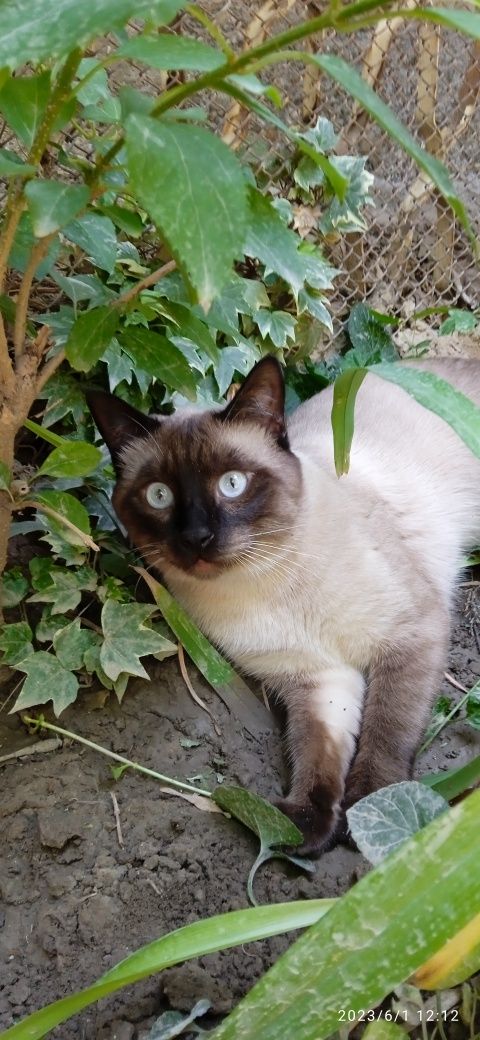 Продаётся сиамский кот
