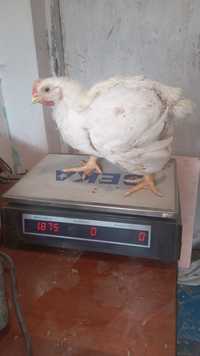 Цыплята бролеры высшей категории