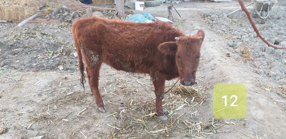 Yosh qisir g'unojinchala