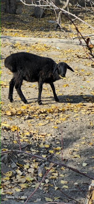 Qo'y sotiladi bu yilgi sog'lom