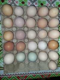 Vand oua pentru incubat de casa