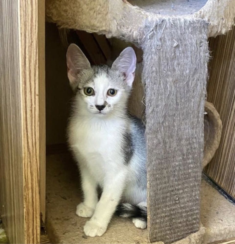 Pui de pisica pentru adoptie-3 baietei si 3 fetite