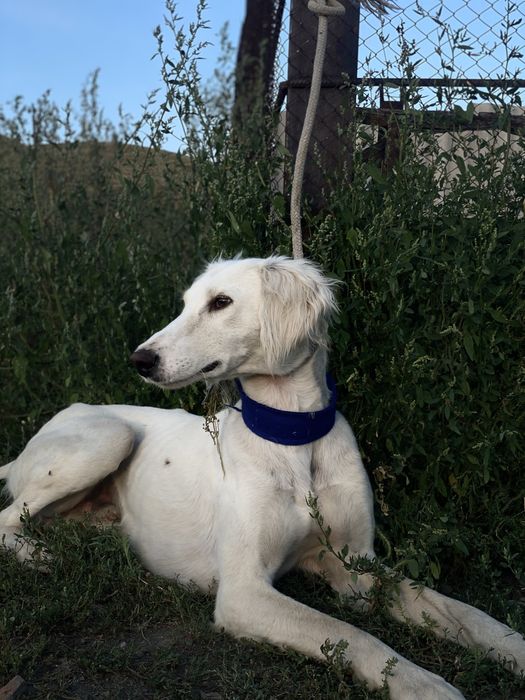 Өскемен Тазы 2,5 жасар