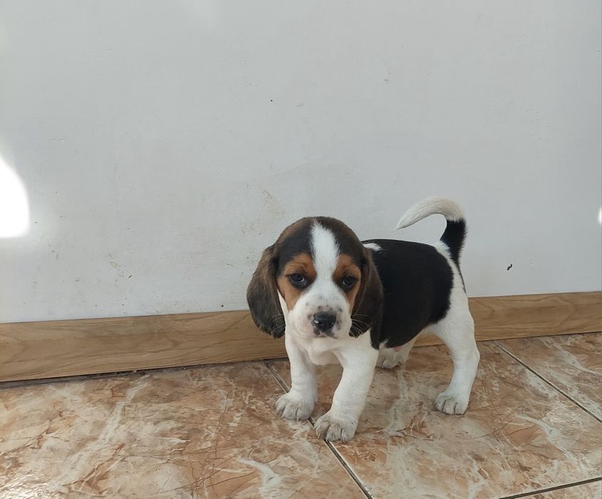 Малки бигълчета търсят своето голямо приключение.