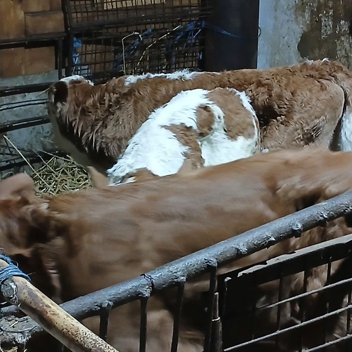 Vitei baltata romaneasca