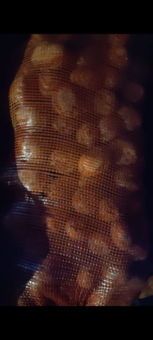 Продам картофель не дорого