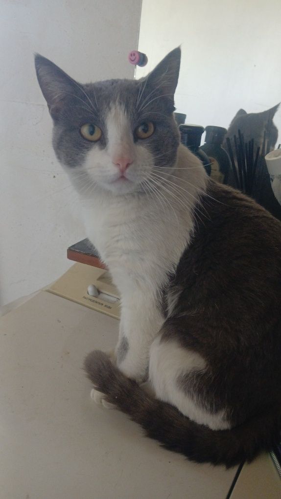 Отдам бесплатно кота