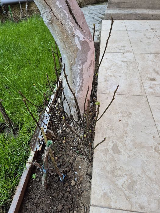 Vând puieți Smochin 15-40 cm, 10- 20 lei