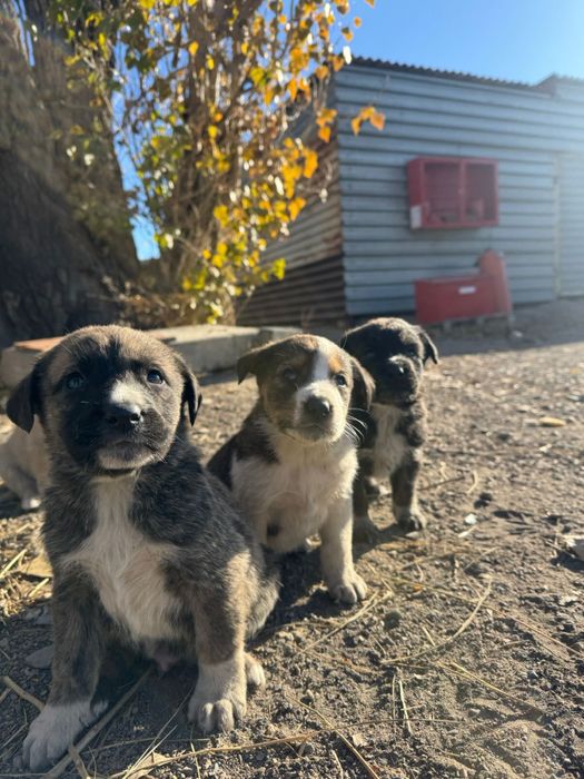 Щенки в добрые руки