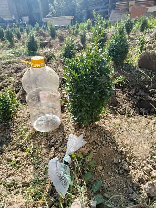 Шамшод кучатлари бор