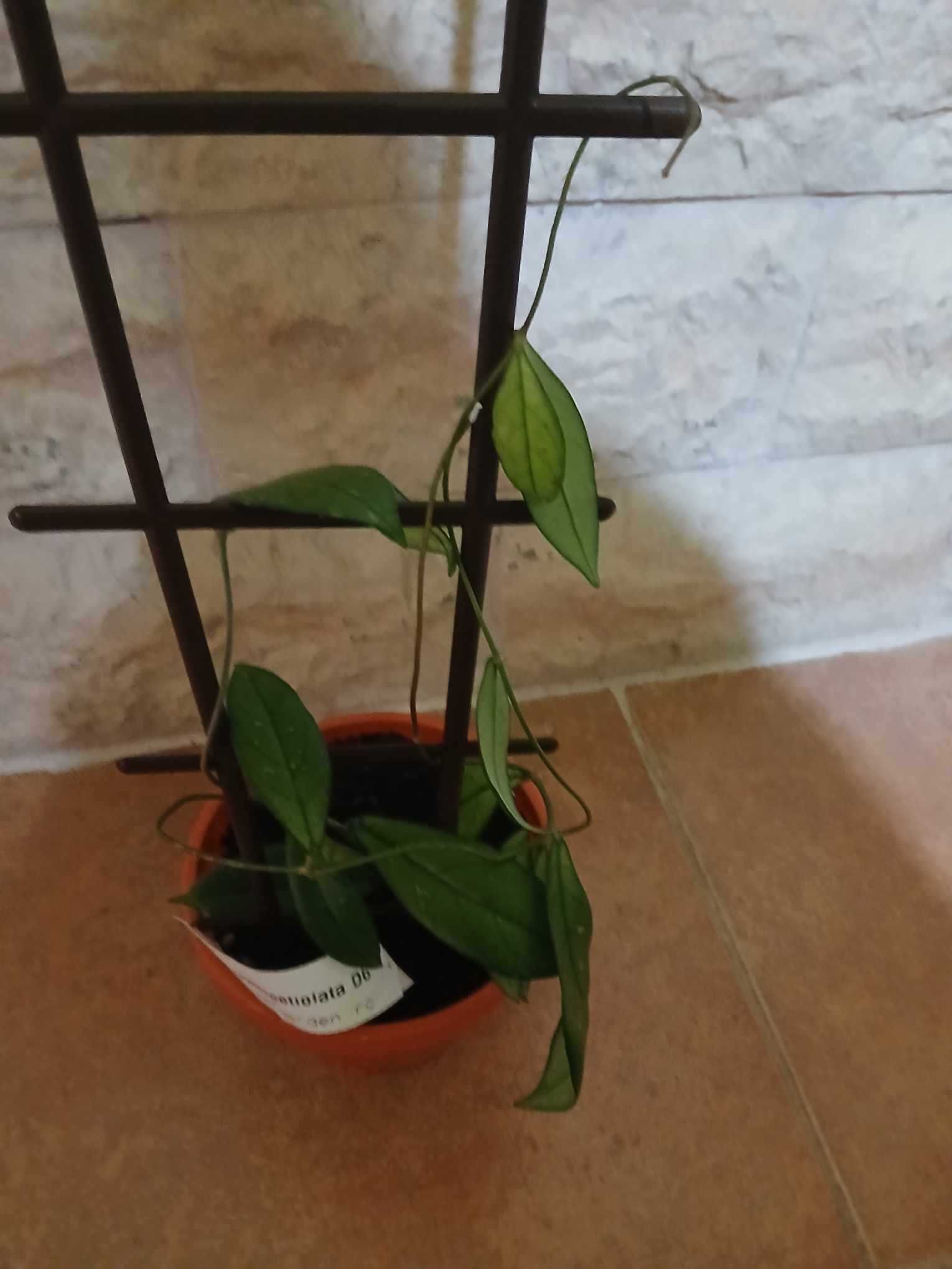 Vând flori de glossynia,yuca,lacrima Maicii Domnului