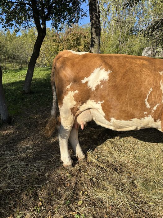 Vand Vaca Baltata Romaneasca 7 ani