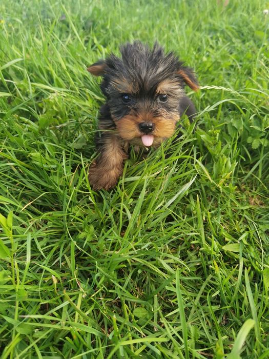 Yorkshire Terrier  mini, 3 luni