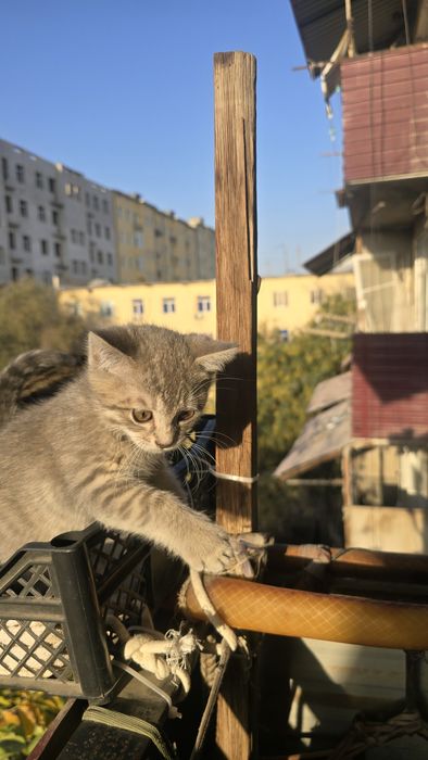 Породные котята 100%