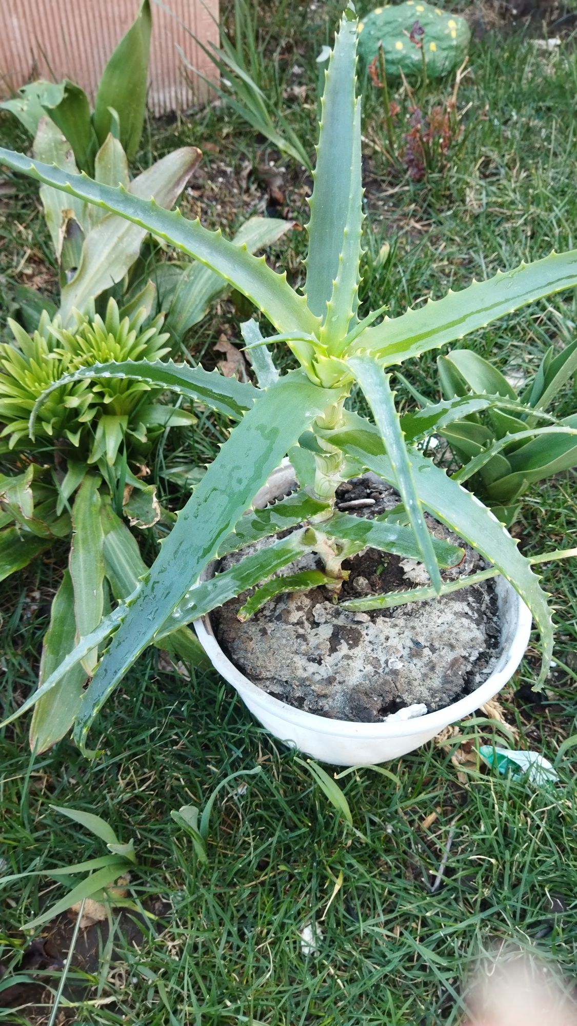 Aloe Vera plante de interior