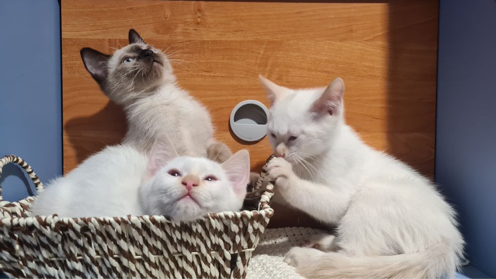 Котята в хорошие руки(бесплатно)