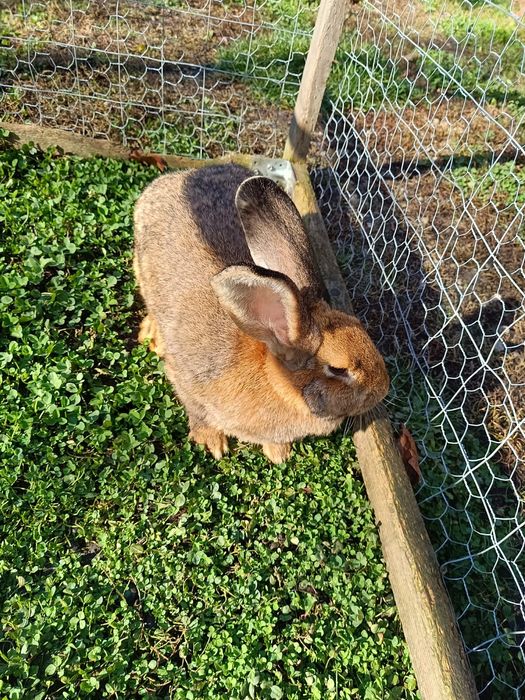 Vând iepuroaică tânără