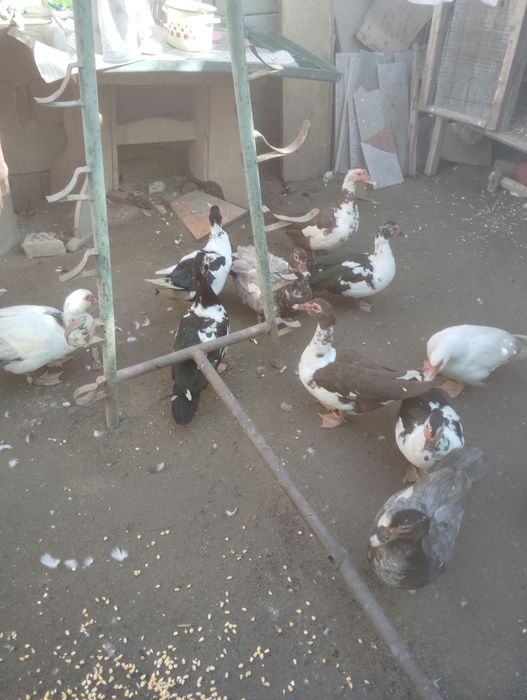 Rate mute ciocolatii și albastre albe