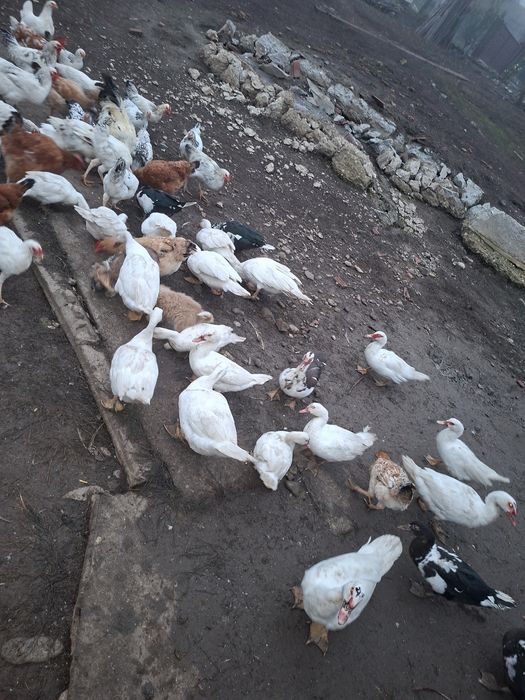 Rațe mute de vânzare