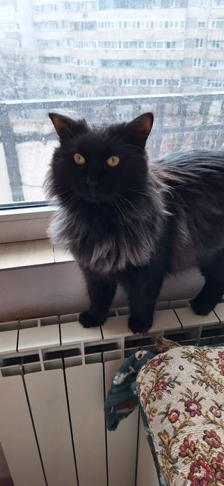 Motan superb de adoptie, motan de adoptie, adoptie pisoi, pisic frumos