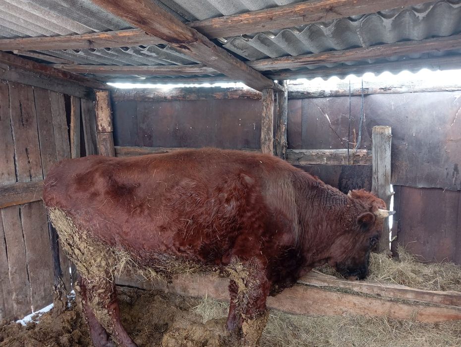 Продам куздык,говядина