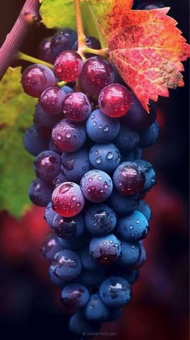 Butași Viță De Vie Soiuri De Vin