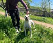Dog Argentinian de vanzare