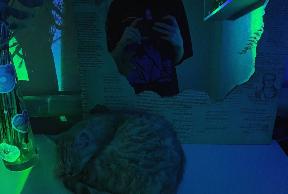 Кошечка ищет любящих хозяев