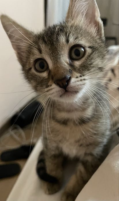 Donez pisica vargata