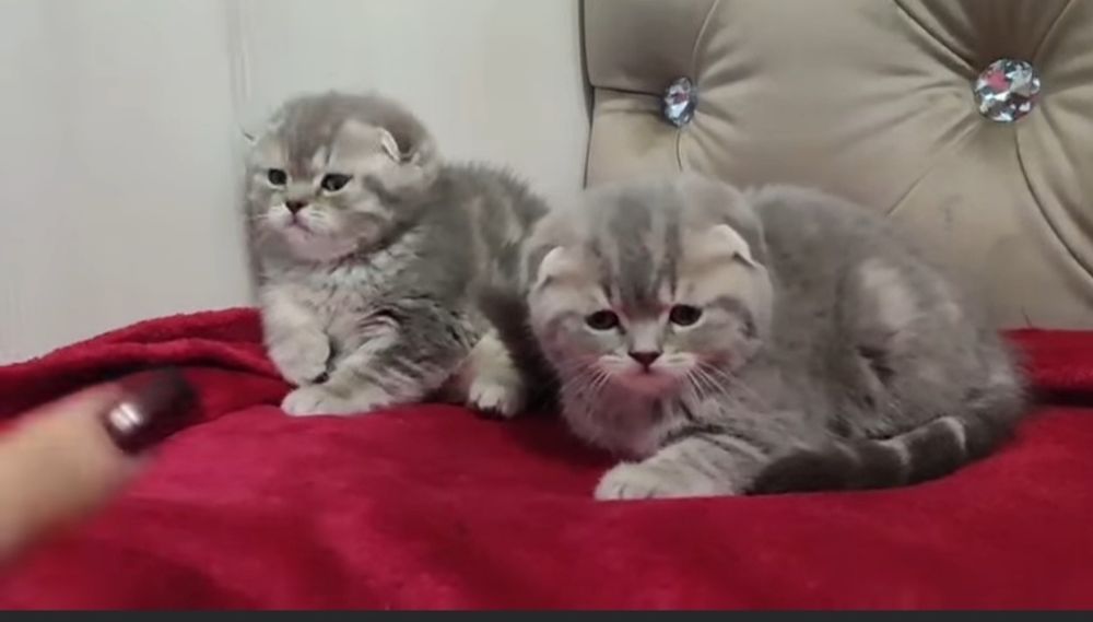 British shorthair
