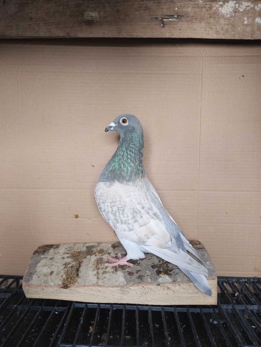 Porumbei reduced și Dominant Opal  de vânzare