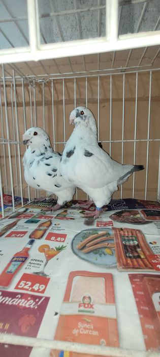 Vand voiajori americani