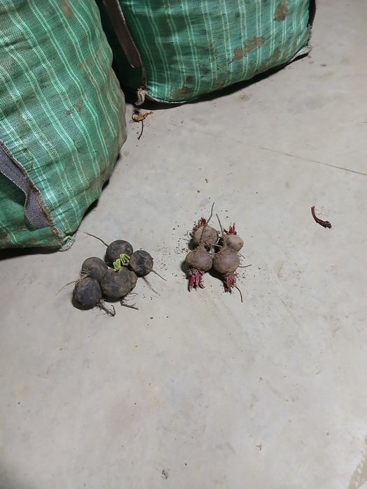 Ridichie neagra calitate foarte buna ambalata la big bag.