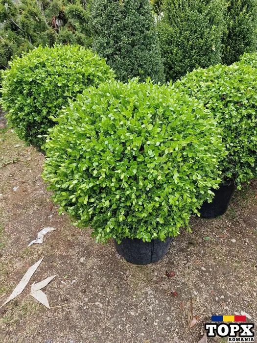 Buxus sempervirens glob mare