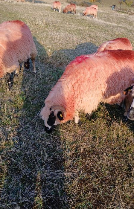 Vând 8 oi țurcane și 2 berbeci