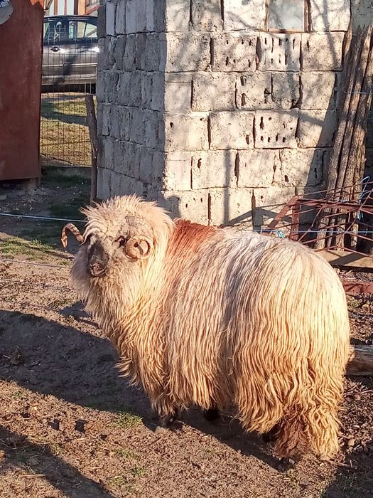 Vînd mior bucălău