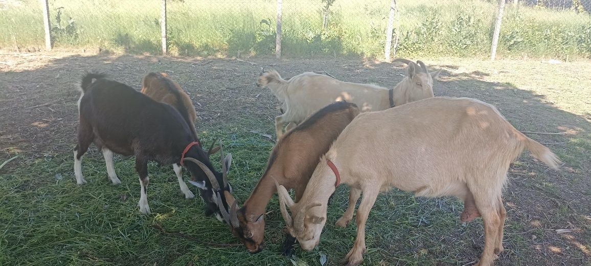 Vând iedițe vârstă 2 luni, țap de un an și capre bune de lapte alpin f