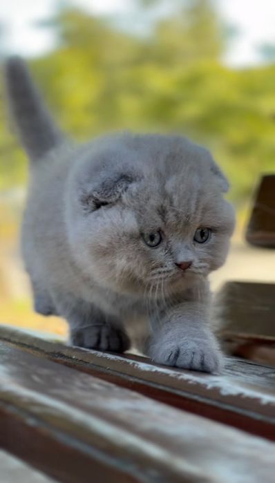 Scottish fold  de calitate.