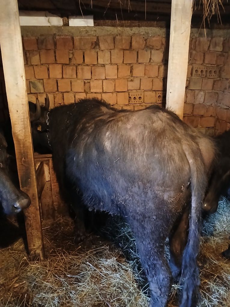 Vând bivolita la prima fatare