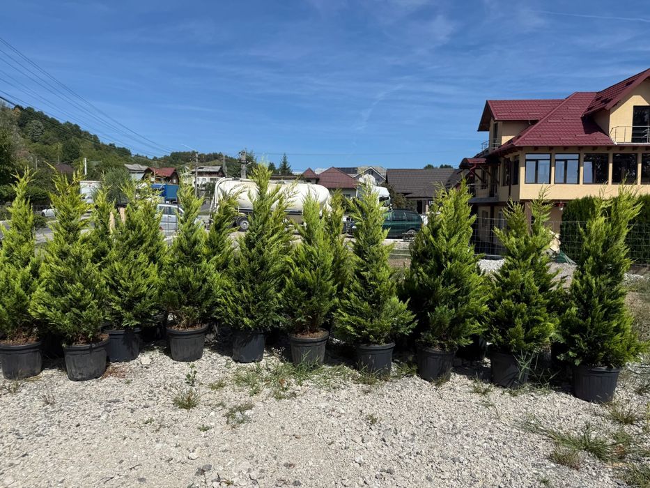 Maslin bonsai leylandii evunimus mesteacan tei platan photinia