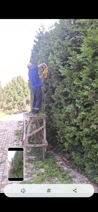 Посадка и пересадка деревьев спил деревьев Стрижка кустов посев газона
