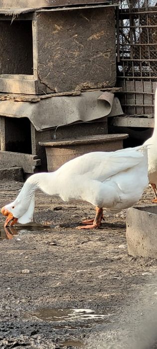 Gascan african alb / gaste africane