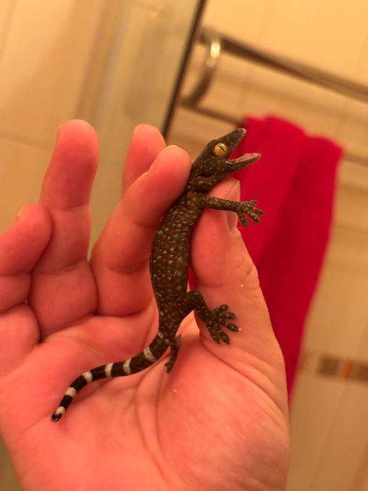 Vând Tokay Gecko (Gekko gecko) / Pitoni regali baby - femelă+mascul
